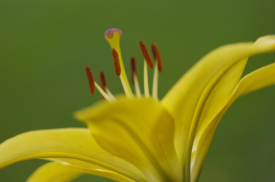 Yellow Lily Photograph by Jack R Perry