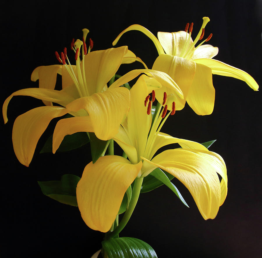 Yellow Lily Photograph by Jeff Townsend