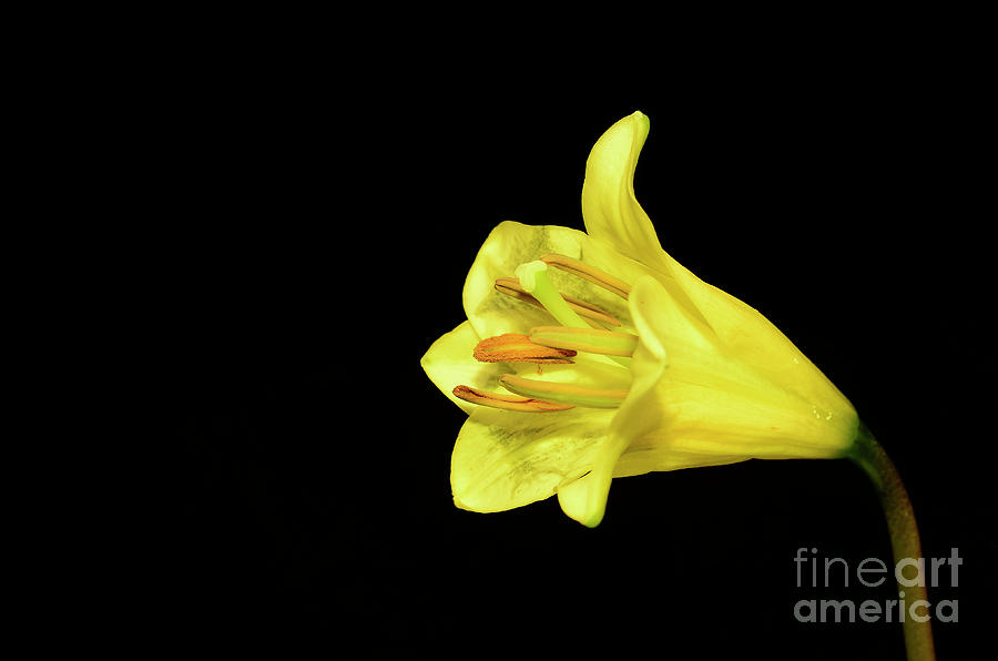 Lily Photograph - Yellow Lily by Laura Mountainspring