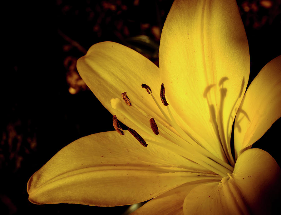 Yellow Lily Photograph by Lilia S