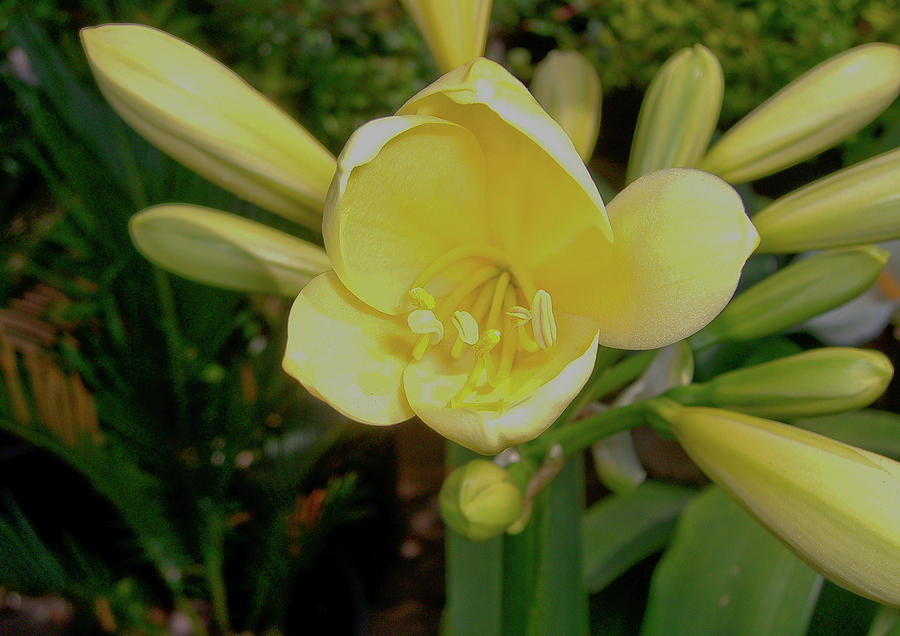 Flower Photograph - Yellow Lily by Liz Santie