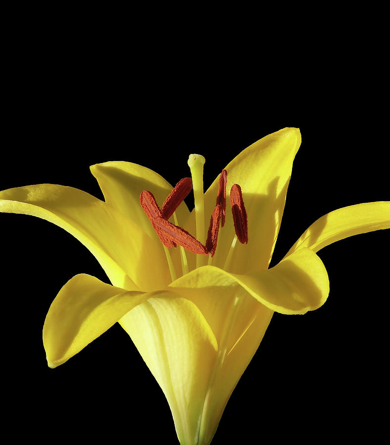 Yellow Lily Macro 2 Photograph by Johanna Hurmerinta