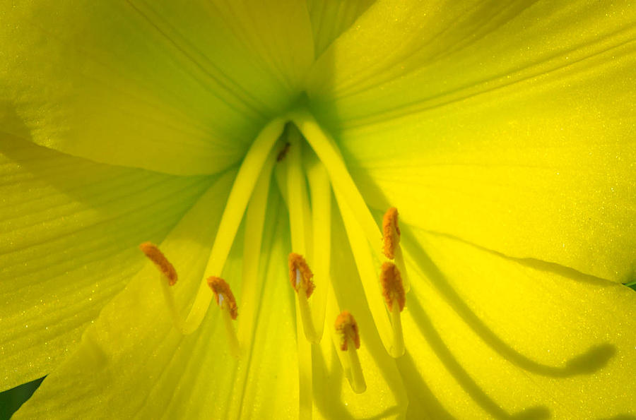 Yellow Lily Macro Photograph by Bruce Pritchett