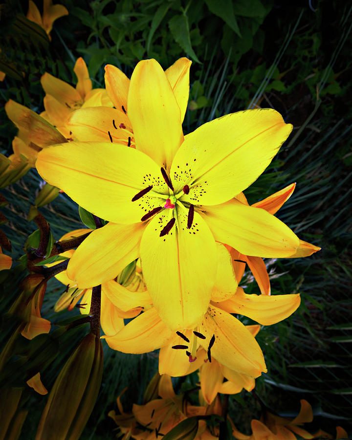 Yellow Lily Medley Photograph by John Christopher