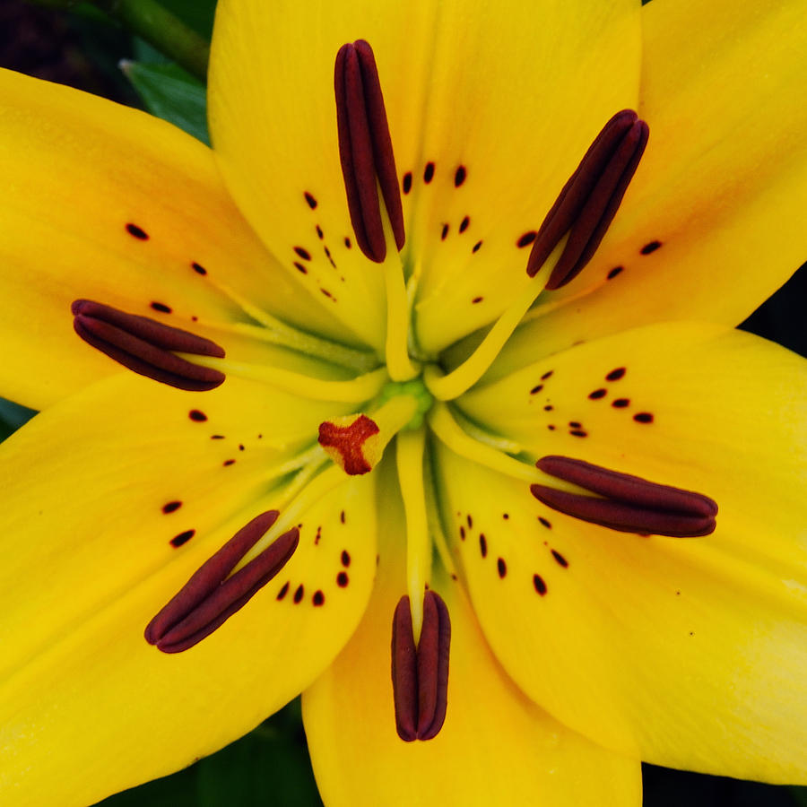 Yellow Lily Photograph by Michael Peychich