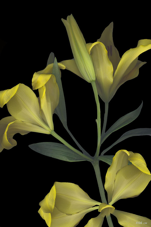 Yellow Lily on Black Photograph by Heather Kirk
