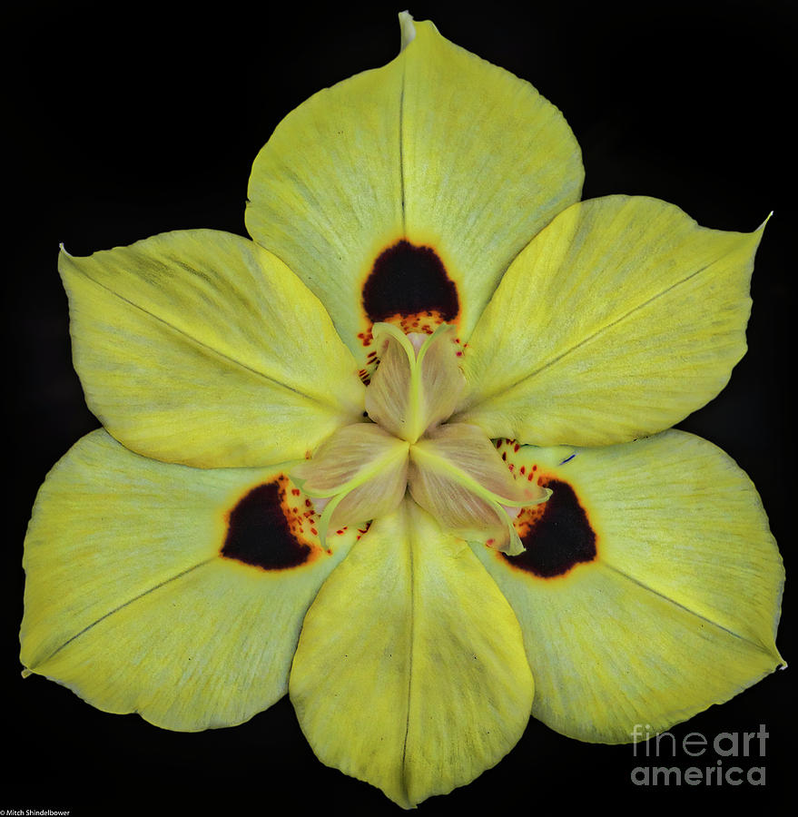 Butterfly Iris On Black Photograph by Mitch Shindelbower