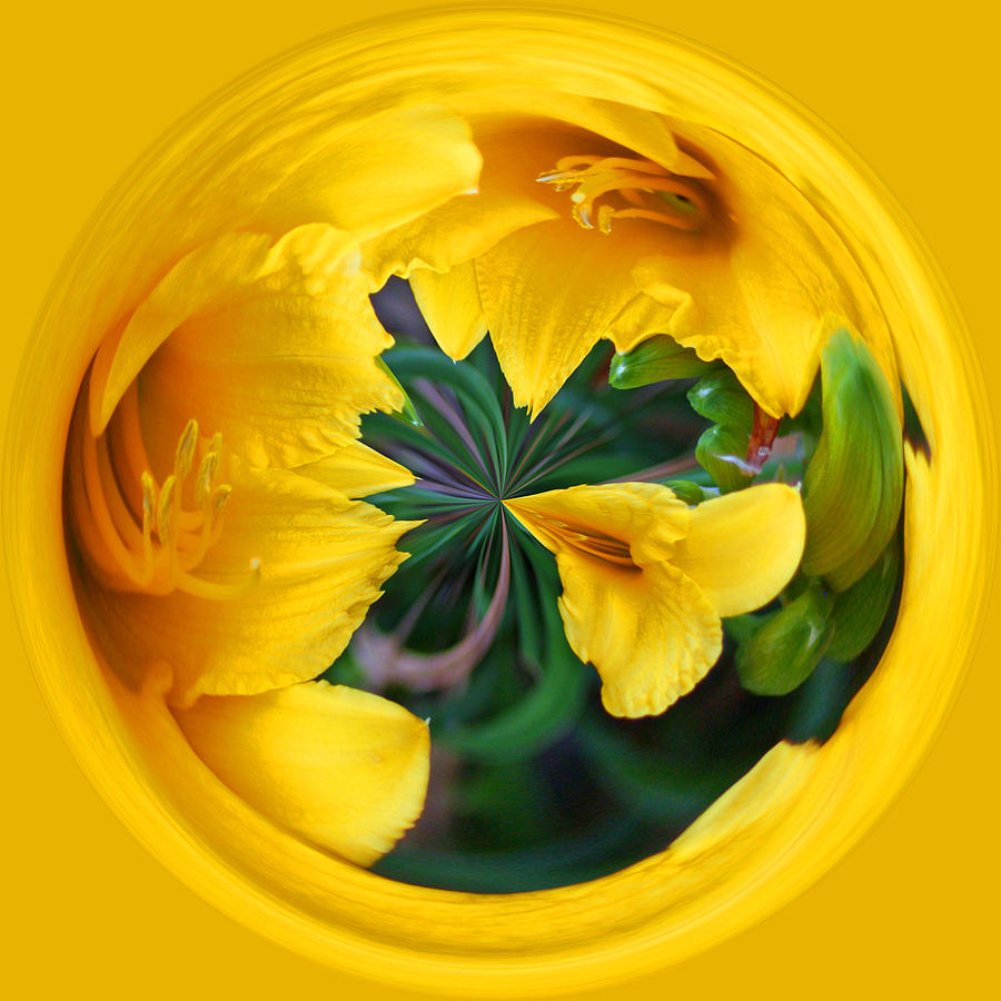 Yellow Lily Orb Photograph by Bill Barber