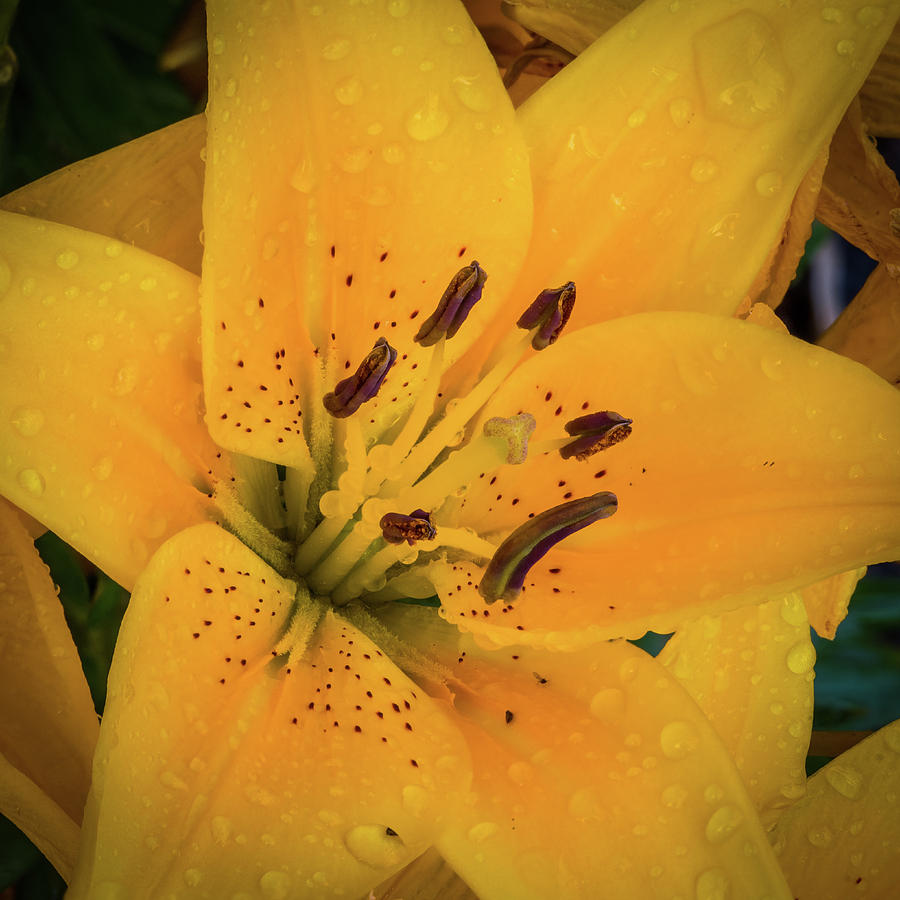Yellow Lily Photograph by Paul Freidlund