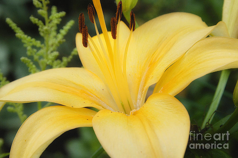 Lily Photograph - Yellow Lily by Rich Stecher