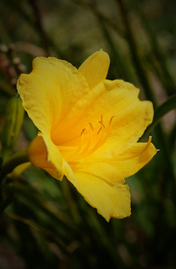 Yellow Lily Photograph by Richard Andrews