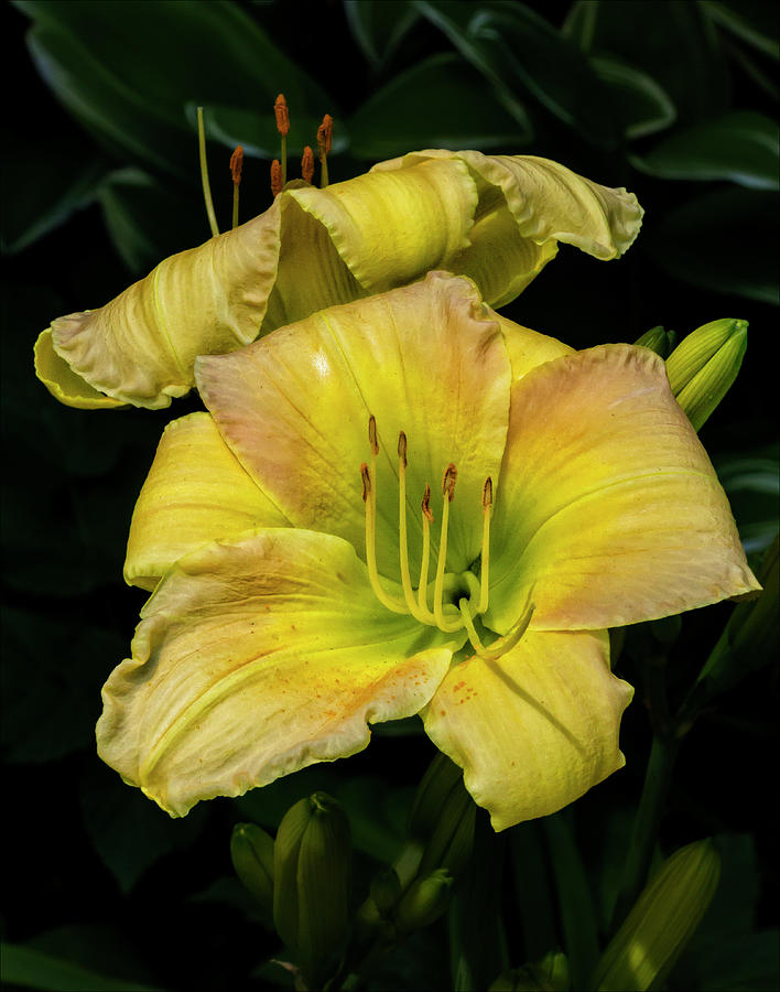 Yellow Lily Photograph by Robert Ullmann