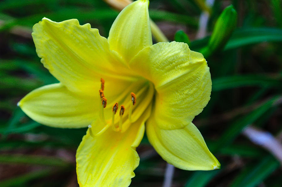 Yellow Lily Photograph by Tikvahs Hope