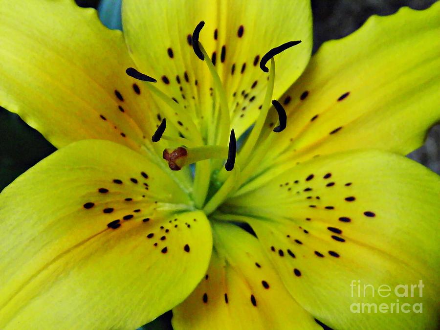 Yellow Lily Photograph by Sarah Loft