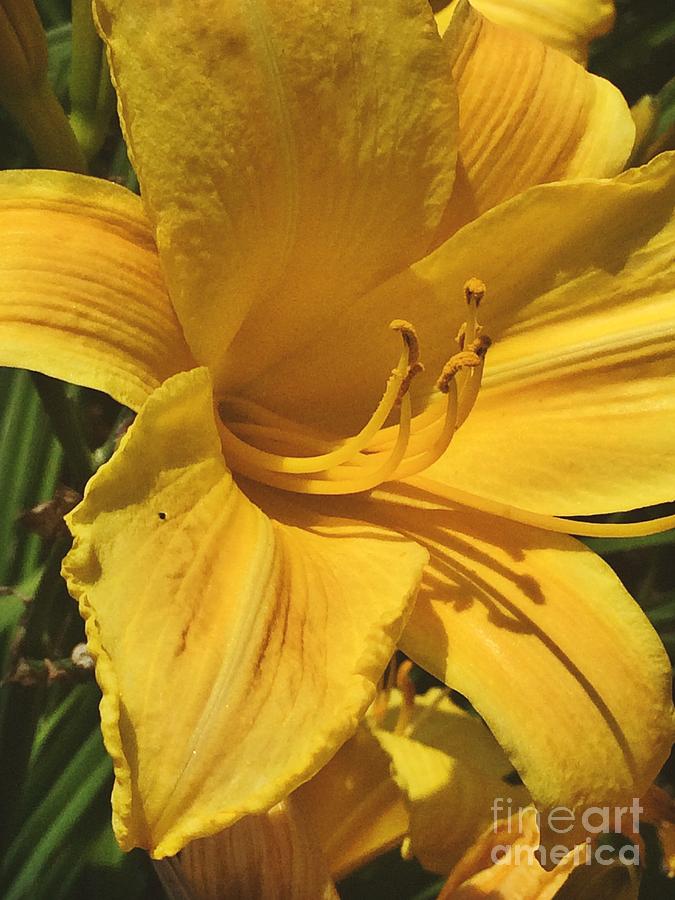 Lily Photograph - Yellow Lily Shines Brightly  by Robin Pedrero