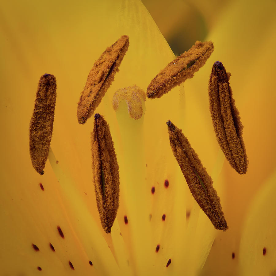 Yellow Lily Stamen Photograph by Paul Freidlund