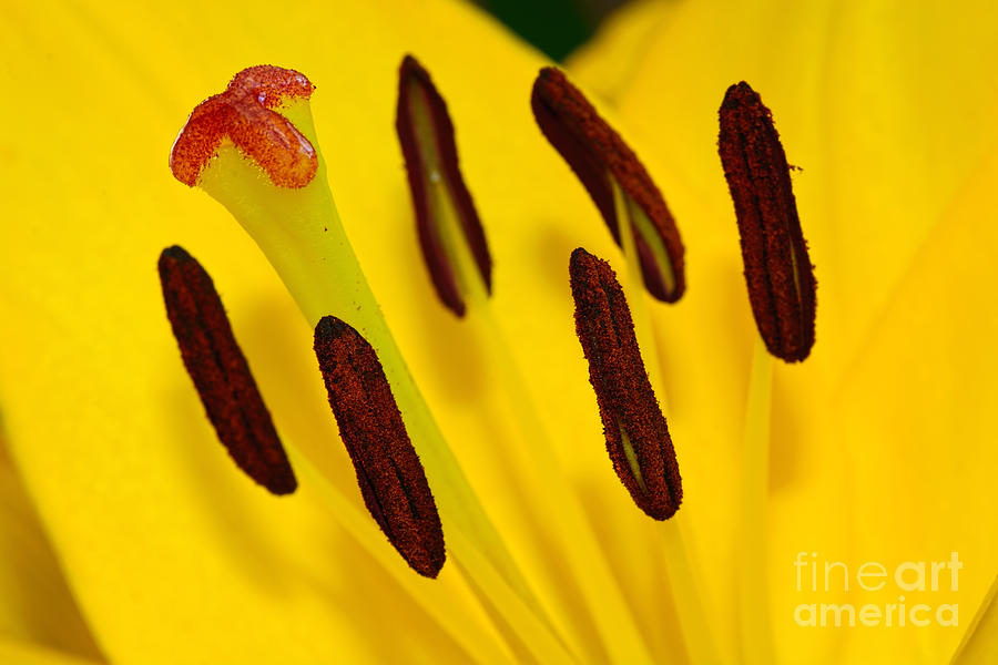 Lily Photograph - Yellow Lily Stigma and Stamens by Kaye Menner by Kaye Menner