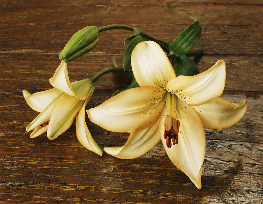 Easter Photograph - Yellow Lily Still Life by Tony Ramos