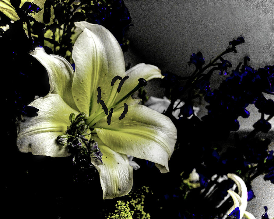 Lily 1 Photograph by Thomas Fields - Fine Art America