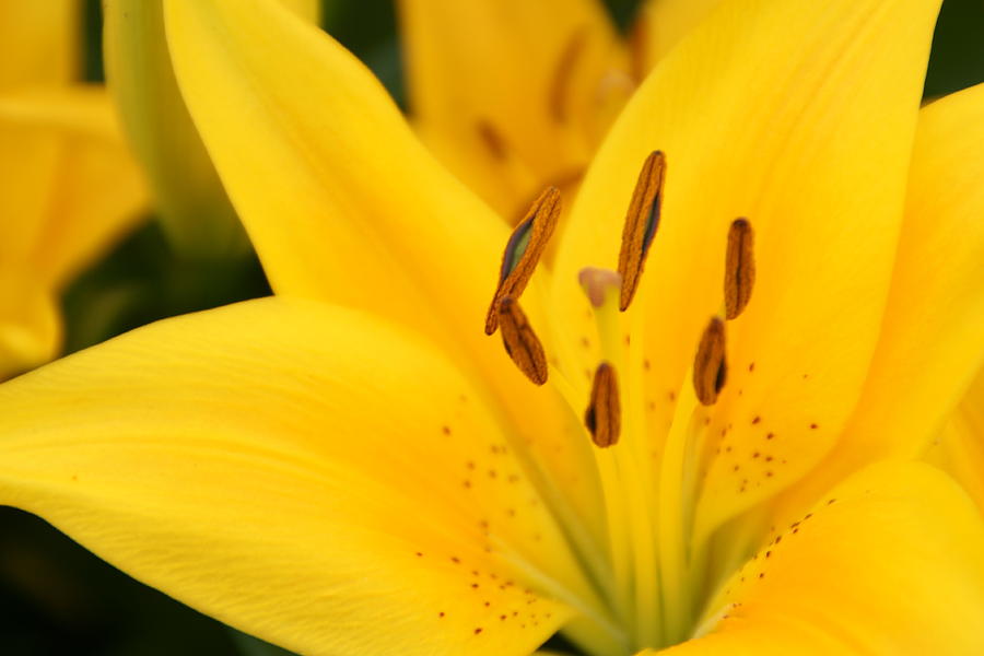 Yellow Lily - Up Close and Personal Photograph by Brandy Herren