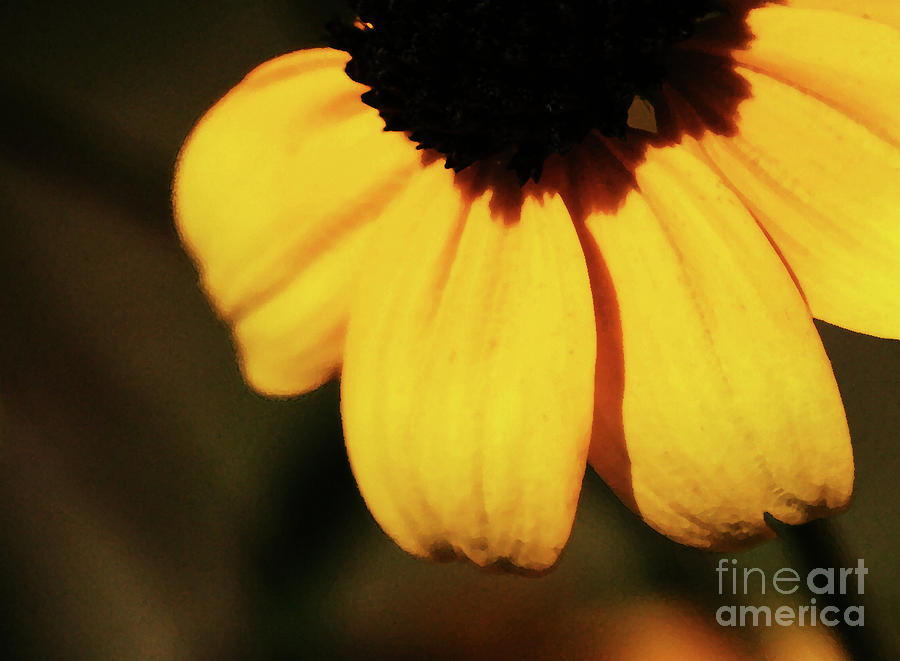 Yellow Photograph by Linda Shafer