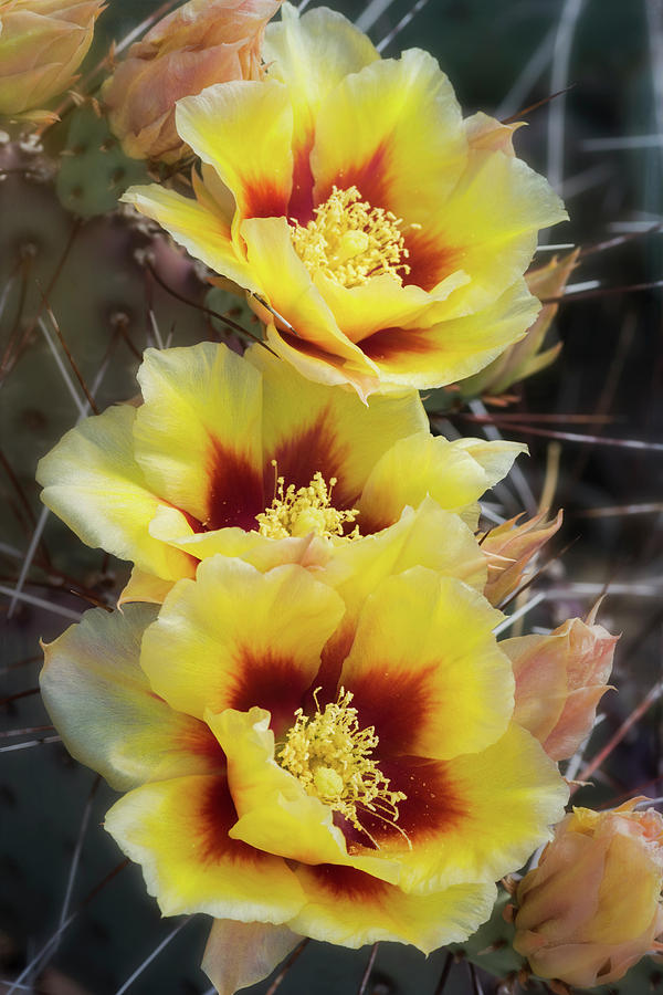 Yellow Long- Spined Prickly Pear Cactus  Photograph by Saija Lehtonen