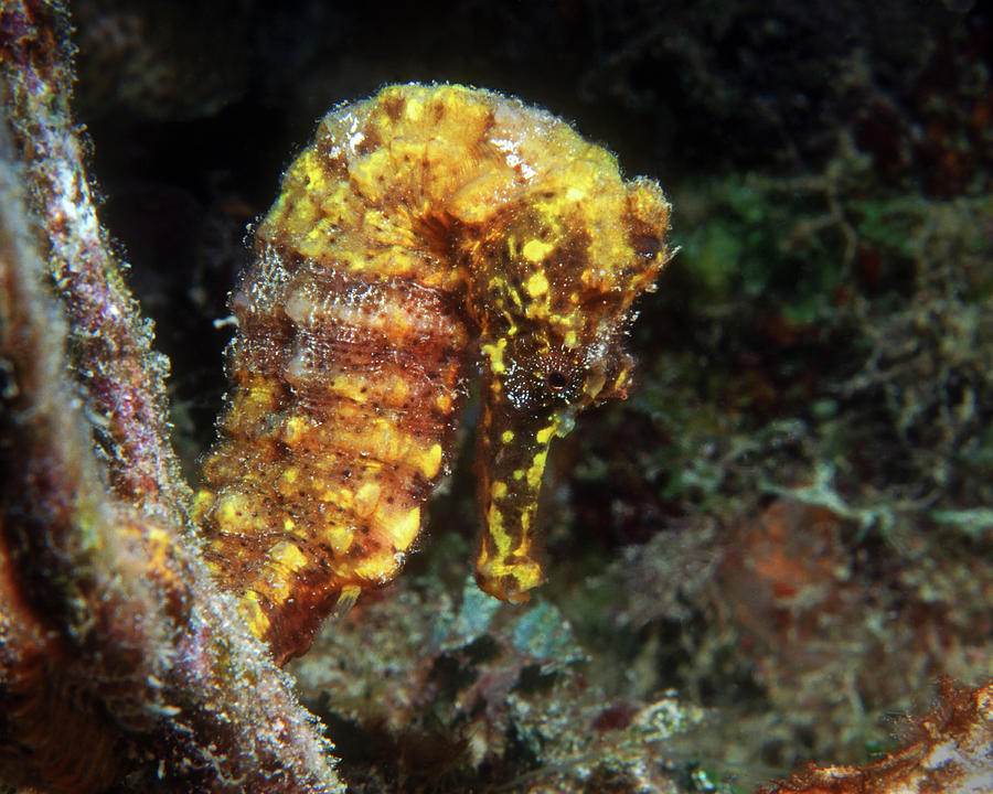 Yellow Longsnout Seahorse, British Virgin Islands Photograph by Pauline Walsh Jacobson