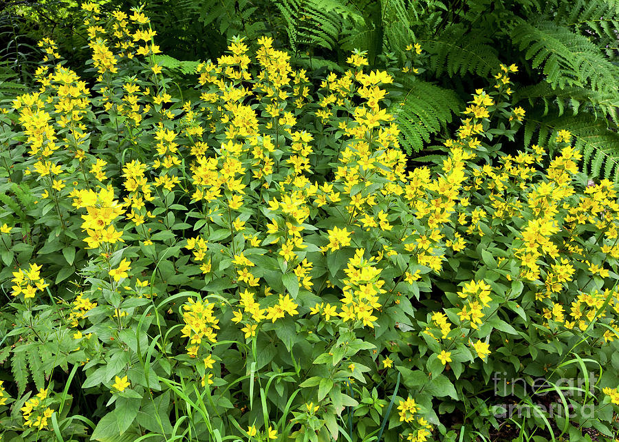 Yellow Loosestrife Photograph by Alan L Graham