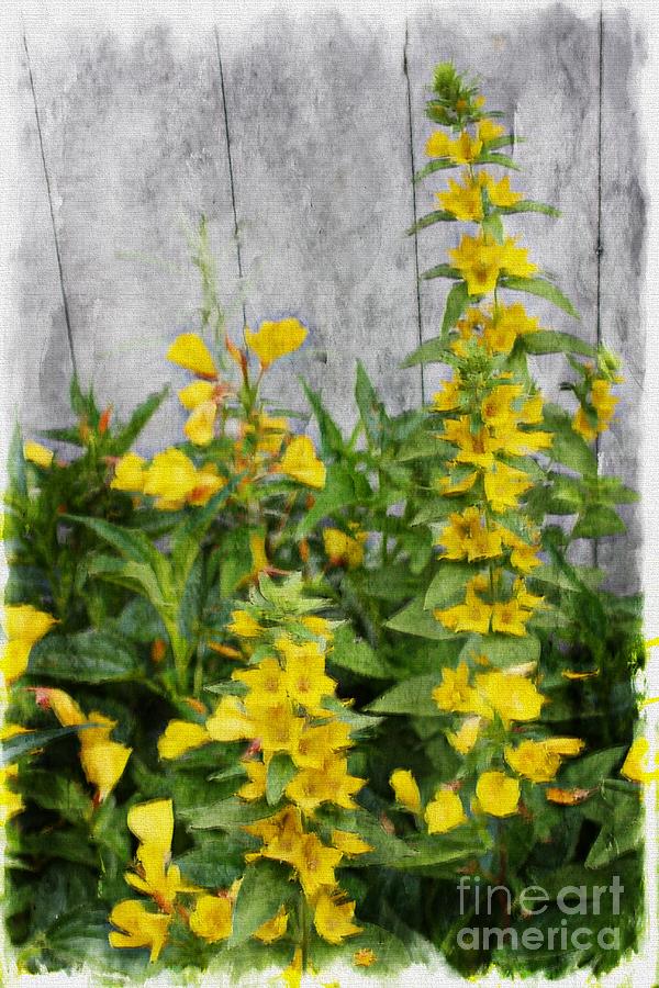 Summer Photograph - Yellow Loosestrife by Marcia Lee Jones