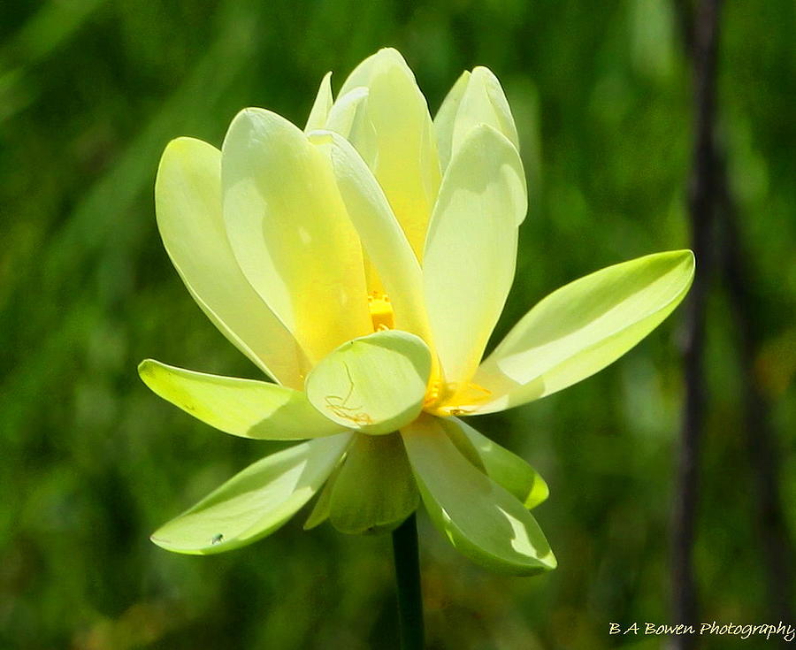 Yellow Lotus Photograph by Barbara Bowen