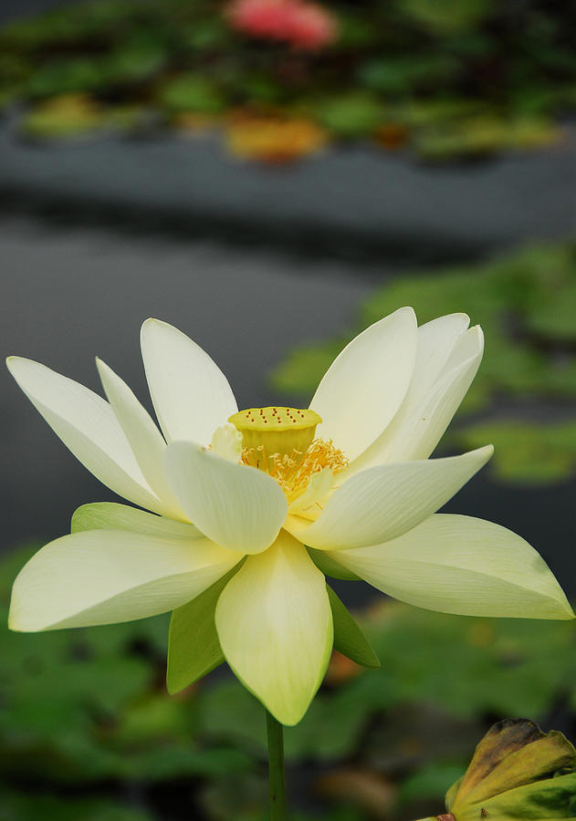 Yellow Lotus Photograph by Dimitri Meimaris