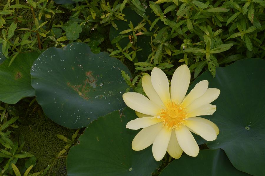 Yellow Lotus From Above Photograph by Warren Thompson