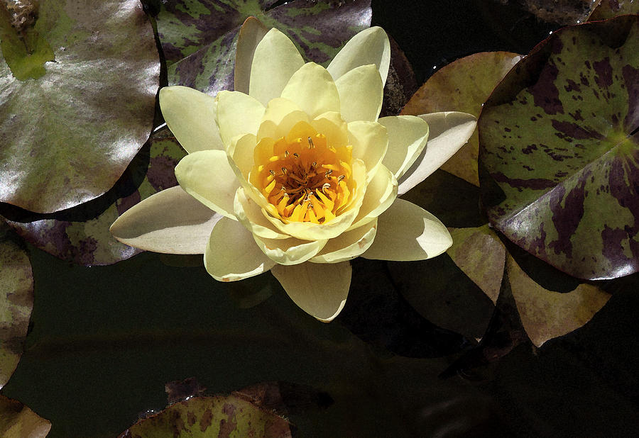 Yellow Lotus in Watercolor Photograph by Suzanne Gaff