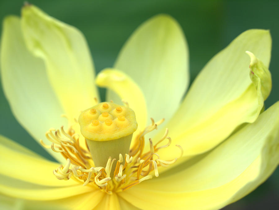 Yellow Lotus Photograph by Yuka Kato