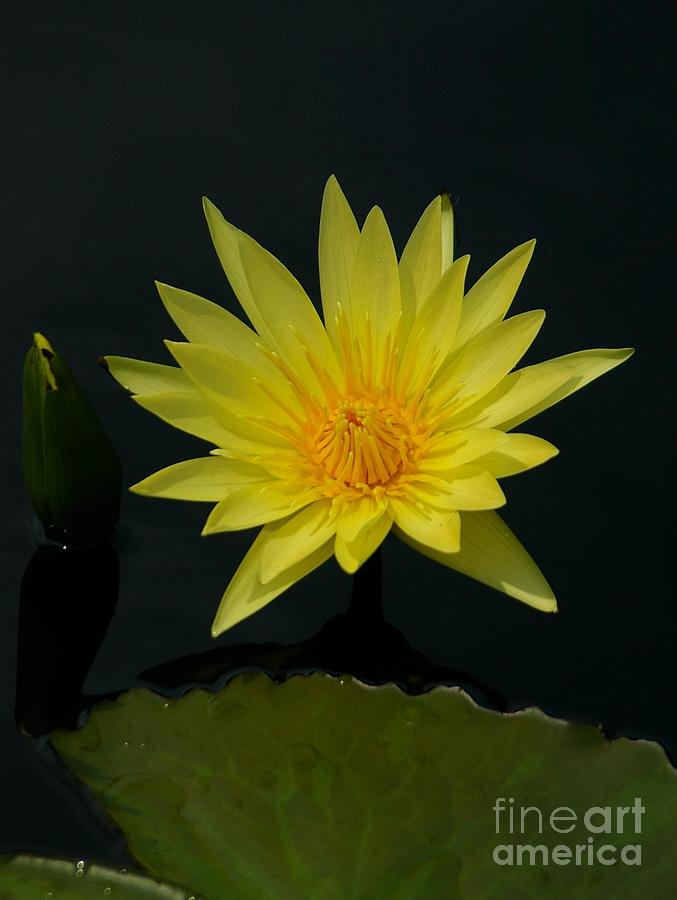 Yellow Lotus Waterlily Photograph by Jackie Irwin