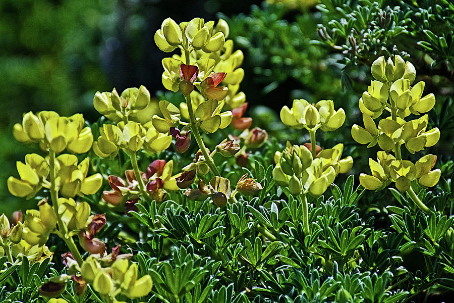 Yellow Lupine in Point Reyes National Seashore, California  Photograph by Ruth Hager