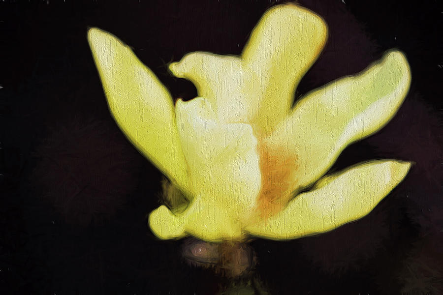 Yellow Magnolia II Photograph by Tom Singleton