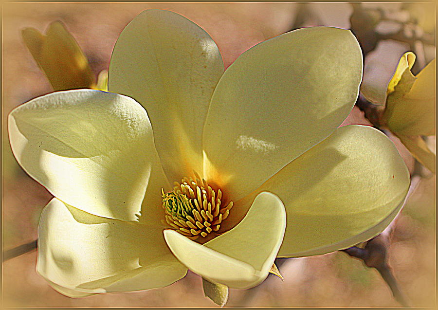 Yellow Magnolia in Full Bloom Photograph by Dora Sofia Caputo