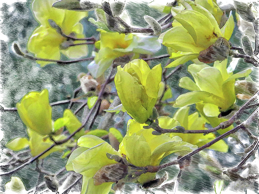 Yellow Magnolia Photo Art Photograph by Constantine Gregory