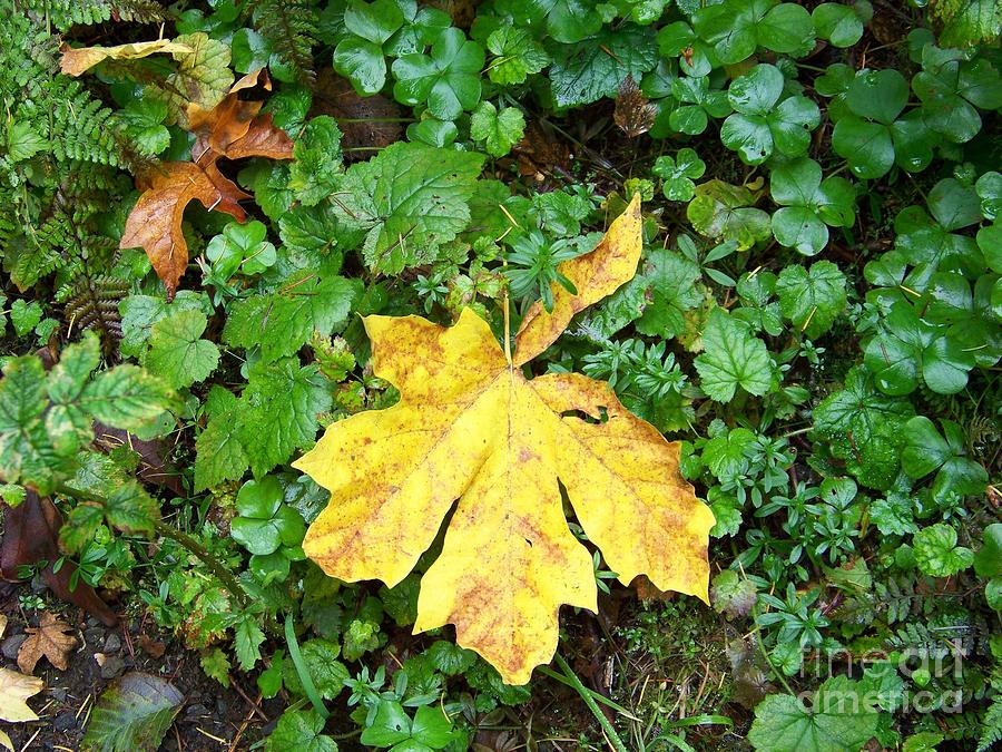 Yellow Maple Leaf Photograph by Charles Robinson