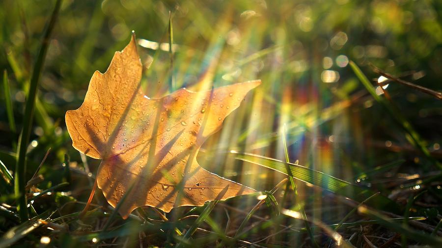 Yellow Maple Leaf In Rainbow Sunlight Photograph by Nalinne Jones