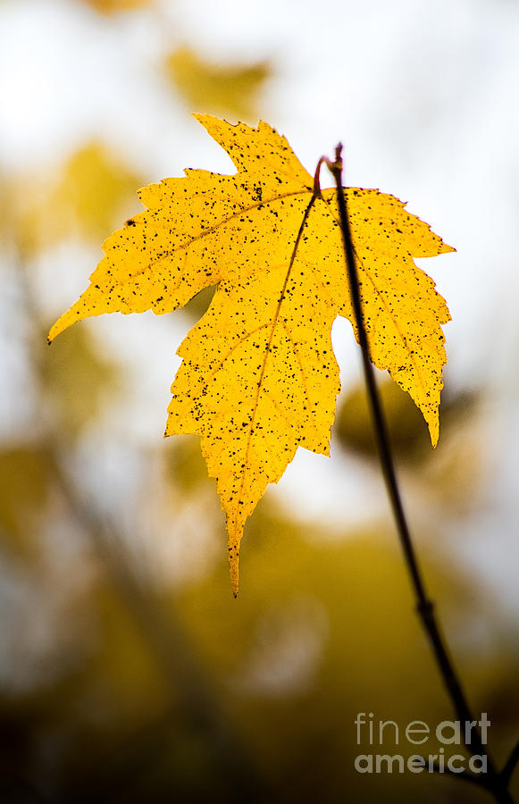 Yellow Maple Leaf Photograph by Michael Arend