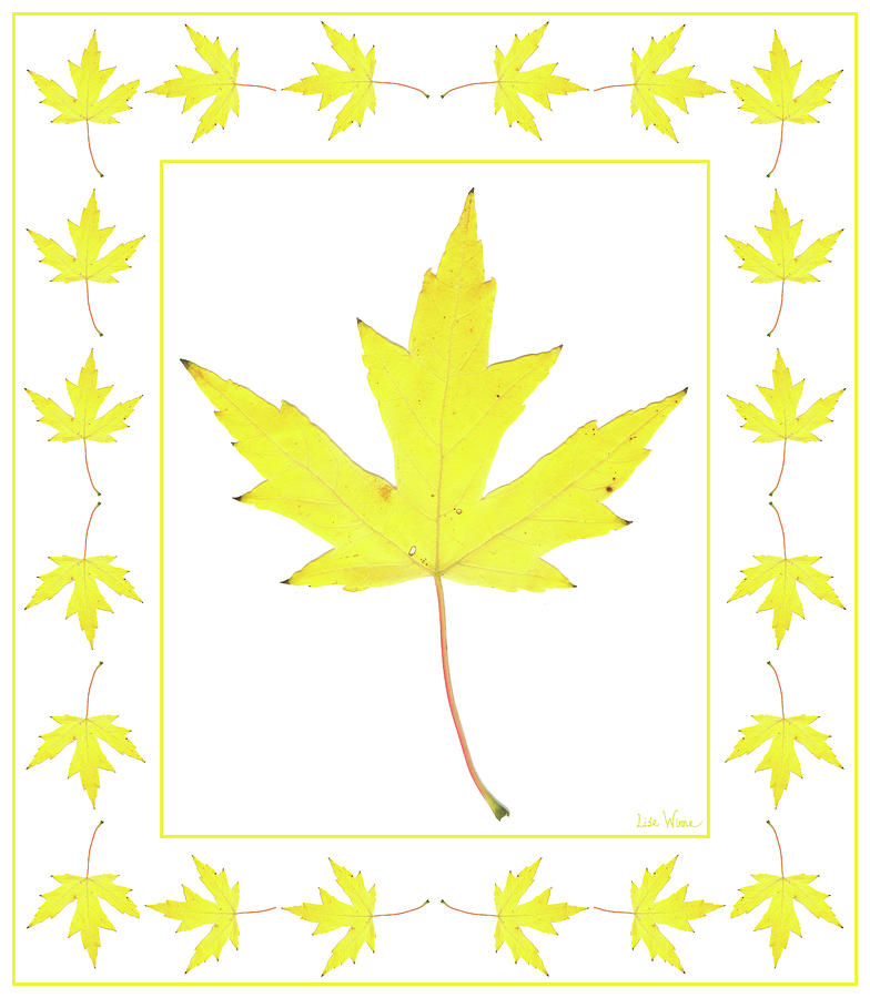 Yellow Maple Leaf with Border Digital Art by Lise Winne