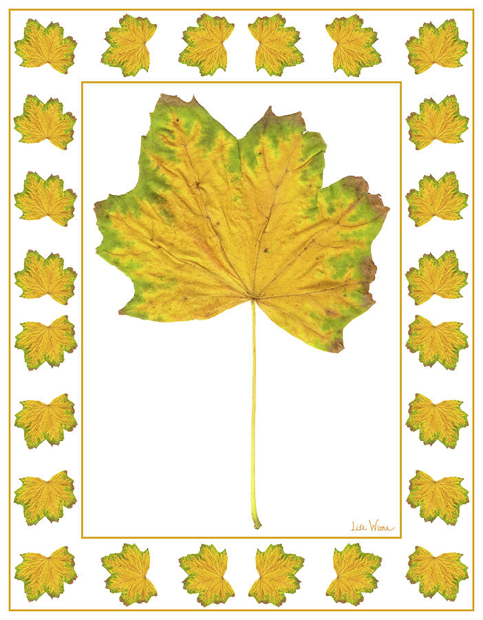 Yellow Maple Leaf with Green Edges and Border Digital Art by Lise Winne