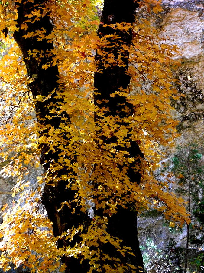 Fall Photograph - Yellow Maple Tree by Stacey Robinson