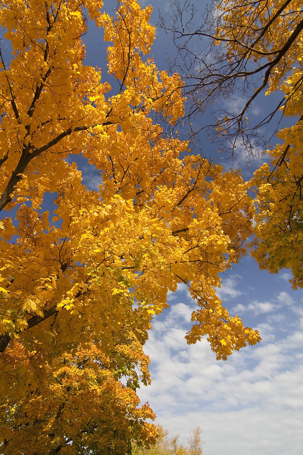 Yellow Maple tree Photograph by Sven Brogren - Fine Art America