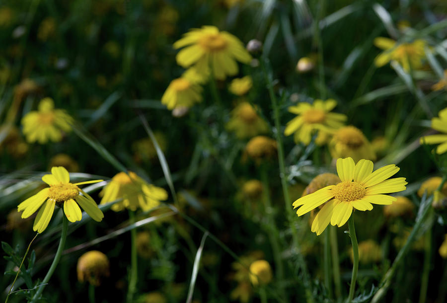 Yellow marguerite flowers Photograph by Michalakis Ppalis
