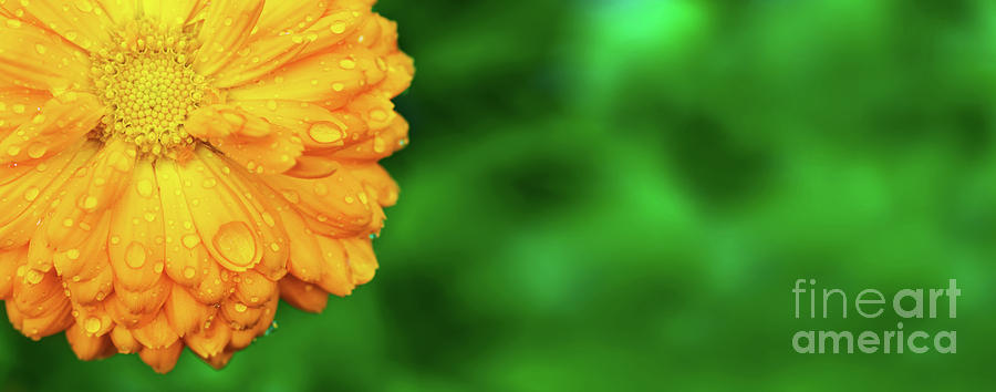 Yellow Marigold With Wet Petals On Garden Background Photograph