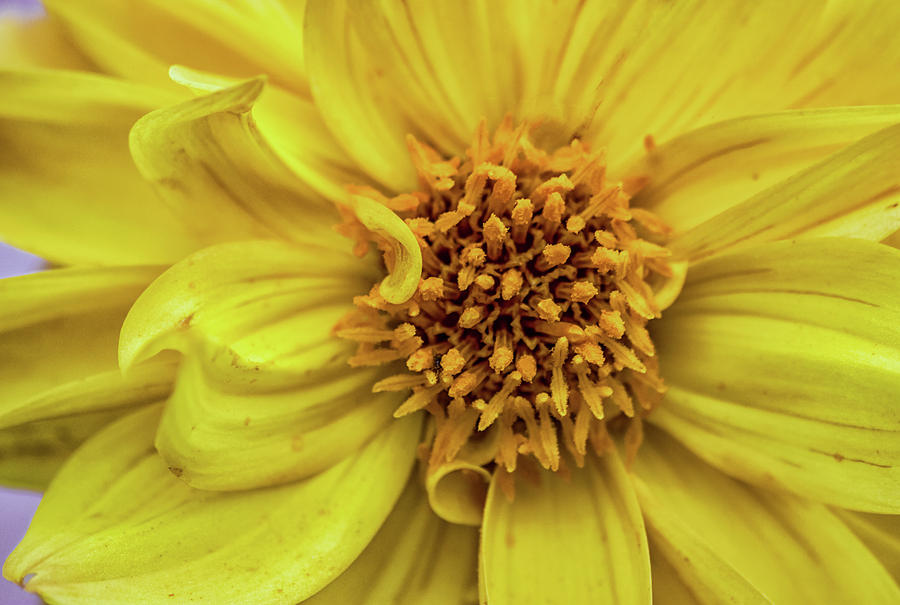 Flower Photograph - Yellow by Martin Newman