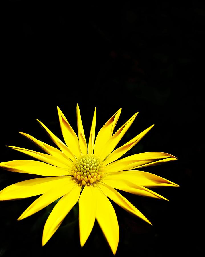 Flowers Still Life Photograph - Yellow May by Tim Abshire